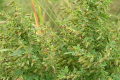 Indigofera mysorensis